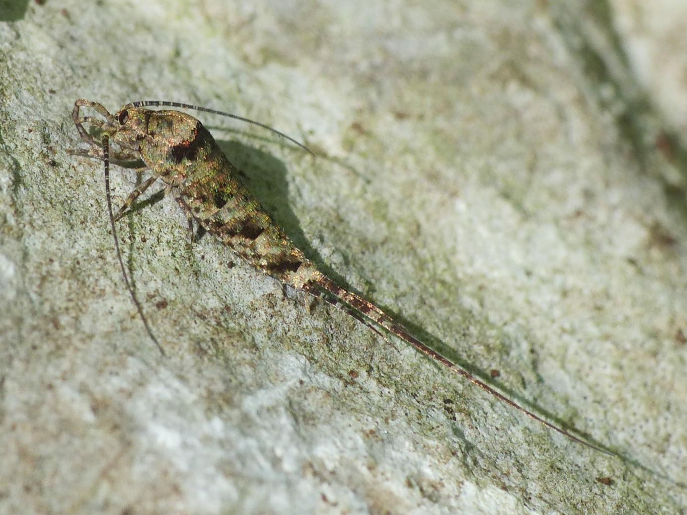 Machilidae lucente: Trigoniophthalmus alternatus